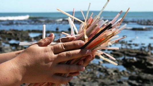 Bombilla o no Bombilla: cómo nuestras elecciones afectan la vida silvestre acuática del país